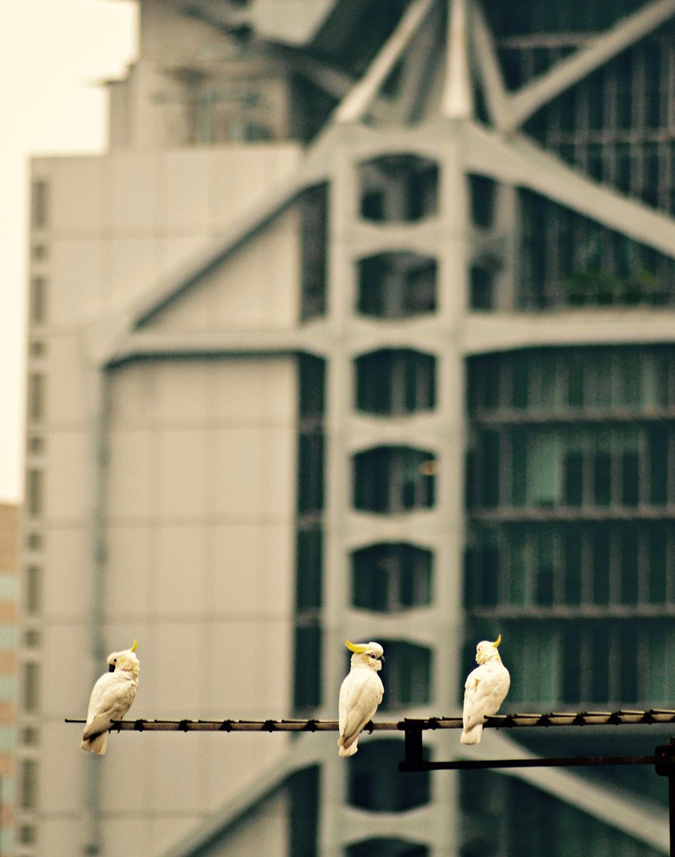 If you've ever spent any time in Hong Kong, you've probably seen these yellow-crested cockatoos.

Originally from Indonesia, they were a colonial-era status symbol as pets. And then, when the Japanese invaded in 1941, the British governor released his before fleeing.

Now, there