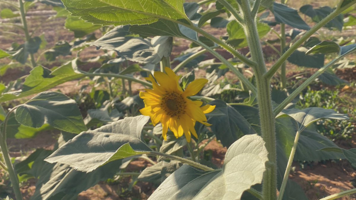 Farah (@farahsabdpt) on Twitter photo 