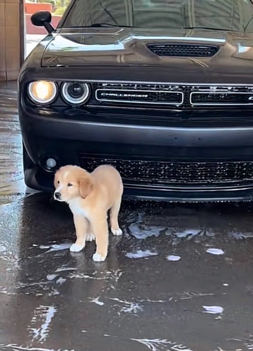 andrewsj07's tweet image. You gonna rack up some nice deals on toys for Biscuit!!