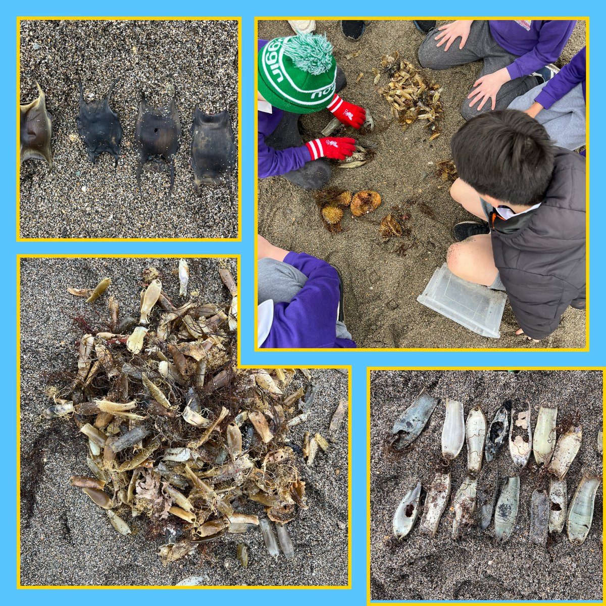 SEASHOREKIDS1's tweet photo. Super Seashore Safari on Greystones beach with Greystones CNS 4th class as part of the Marine Institute’s Explorers Education Programme @MarineInst @explorersedu https://t.co/Punzwk0yXU