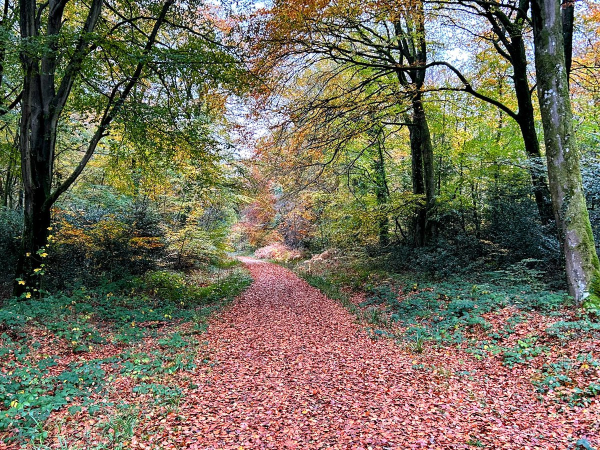 wightowl's tweet photo. Autumn colour in Parkhurst Forest. #isleofwight https://t.co/pziLjs9Pol