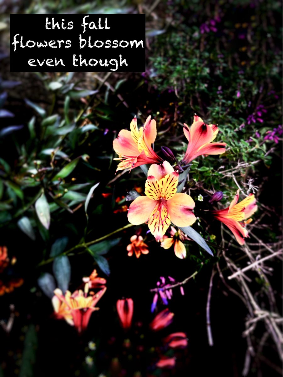 vbvlach's tweet photo. #haiku #senryu #Shahai #Haiga #photography  #micropoetry #naturephotography
#SFBG
this fall
flowers blossom 
even though https://t.co/OcitAroXAF