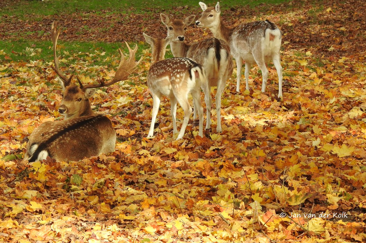 BekiekTwente's tweet photo. Herfst in en rond de Burgemeester Knottenbeltlaan in mooi Hollands Schwarzwald.
#Rijssen #Riessen
#Twente #BekiekTwente https://t.co/MvuUeimxdo