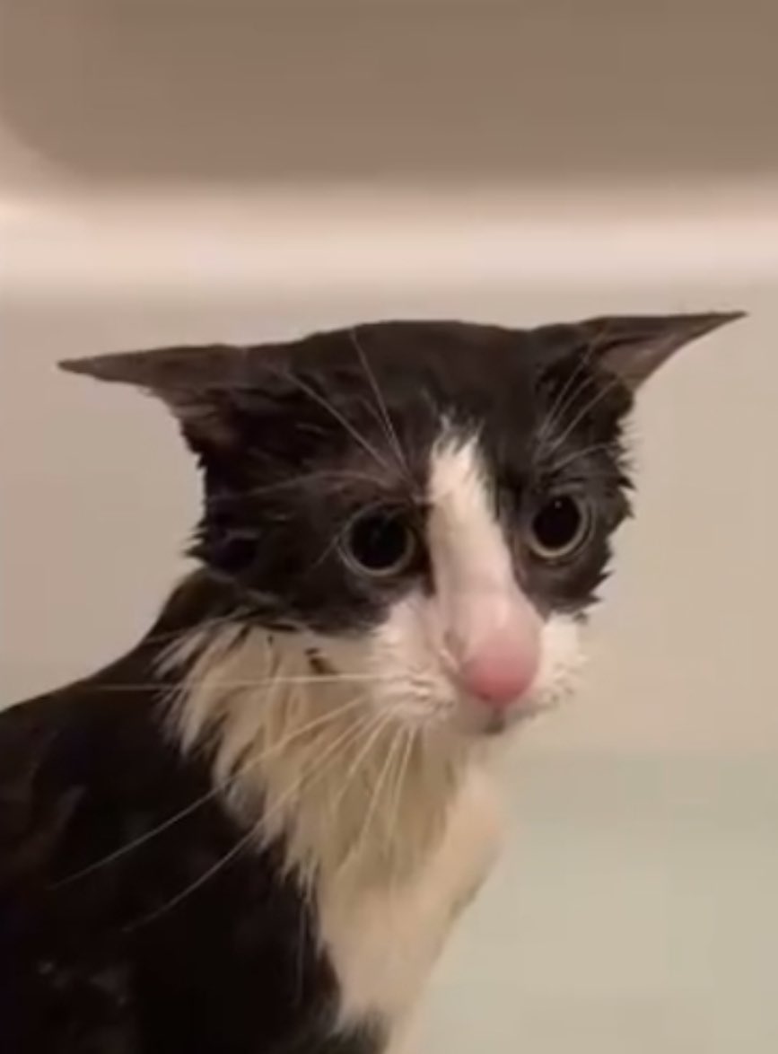 Soggy Cat Propaganda tweet media
