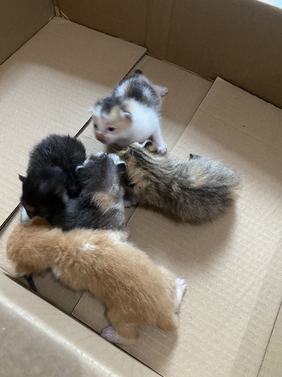 Ga kerasa di umur segini aku sudah jadi opung🥹 
cicitku lucu2 sekali🥹