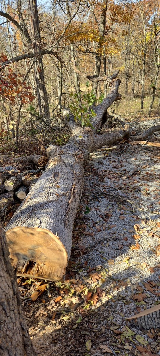 Took an 80' white oak down this morning