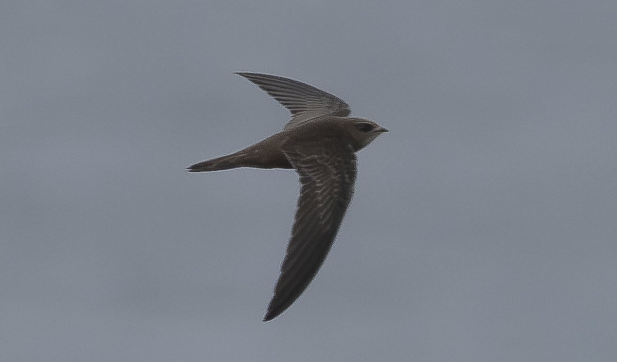 Andy Hale tweet media