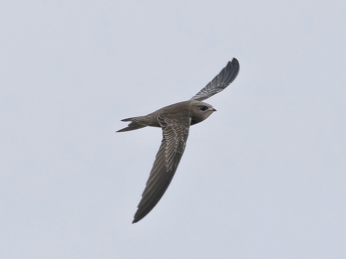 Andy Hale tweet media