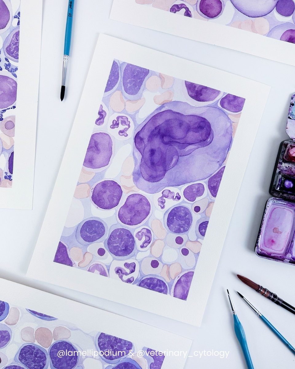 lamellipodium's tweet photo. 🔬 Normal bone marrow, dog (Haematology Tales, 2026)
#VetPath #PathTwitter #sciart https://t.co/VkWRH8tDzz