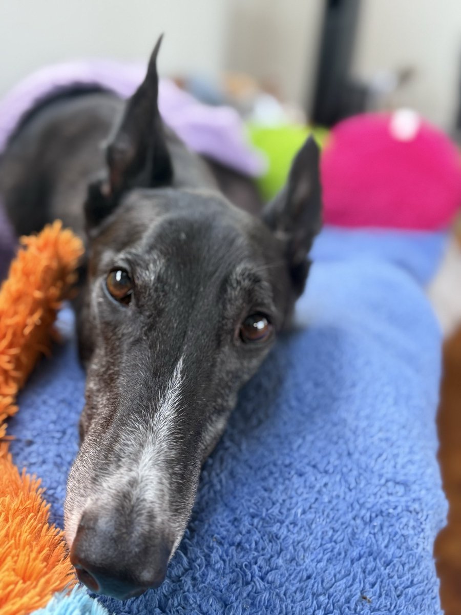 Please make the rain stop! 💙🐾🐾