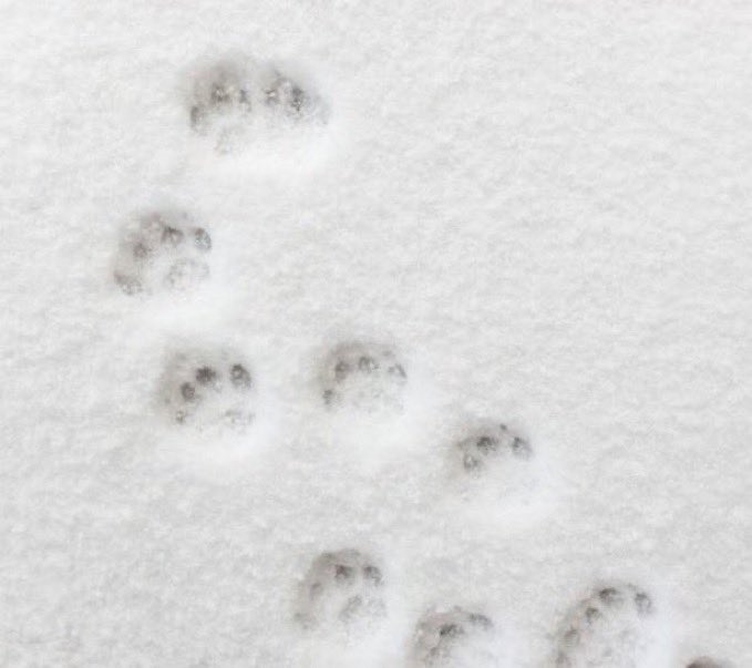 Poloolpp's tweet image. &quot;who made those paw prints?&quot;        &quot;i did ^_^&quot;