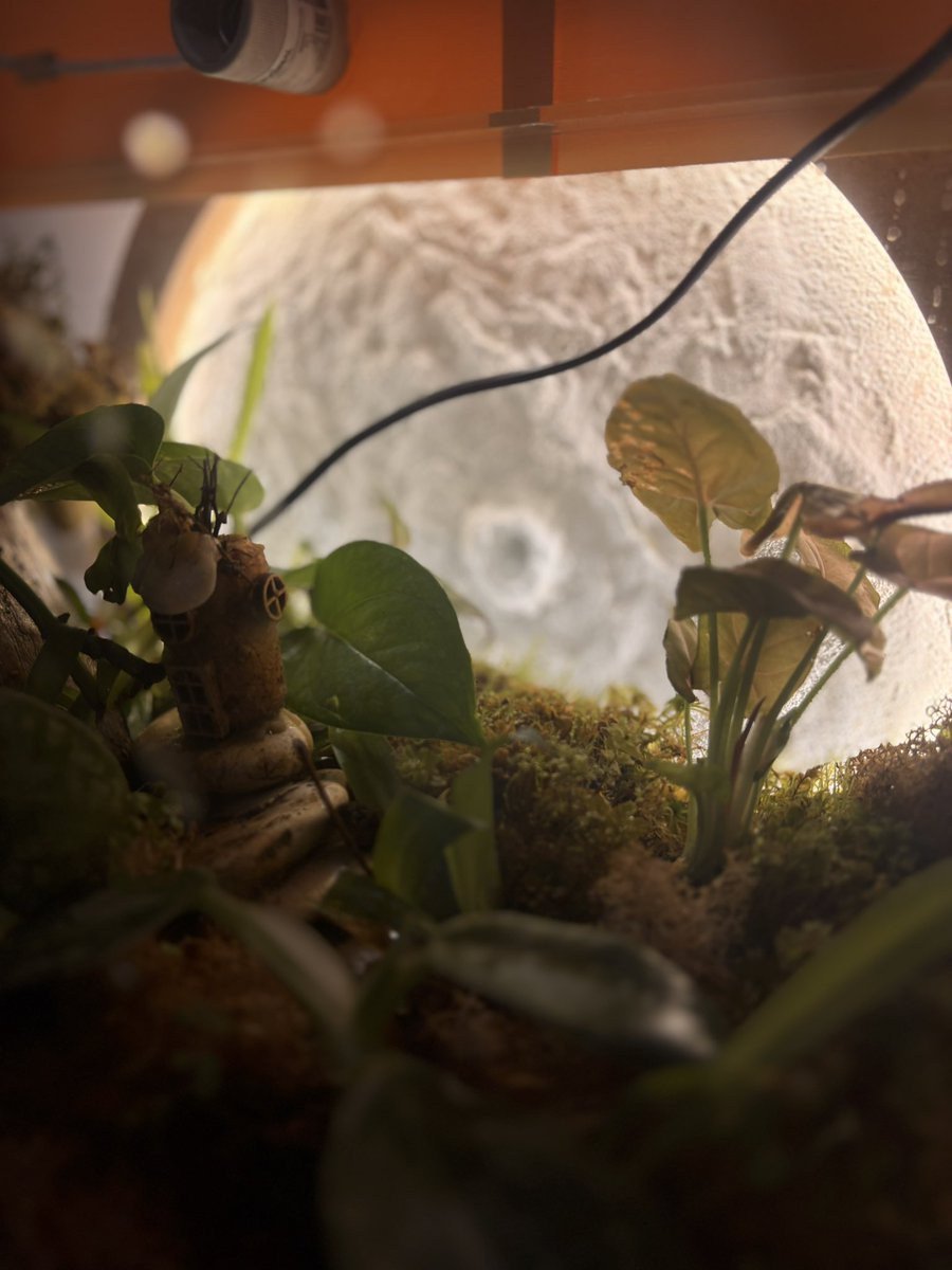 Потихоньку разрастается )
Сингониум конечно как на дрожжах рости начал. Единственное, мох еще до конца ещё не адаптировался.