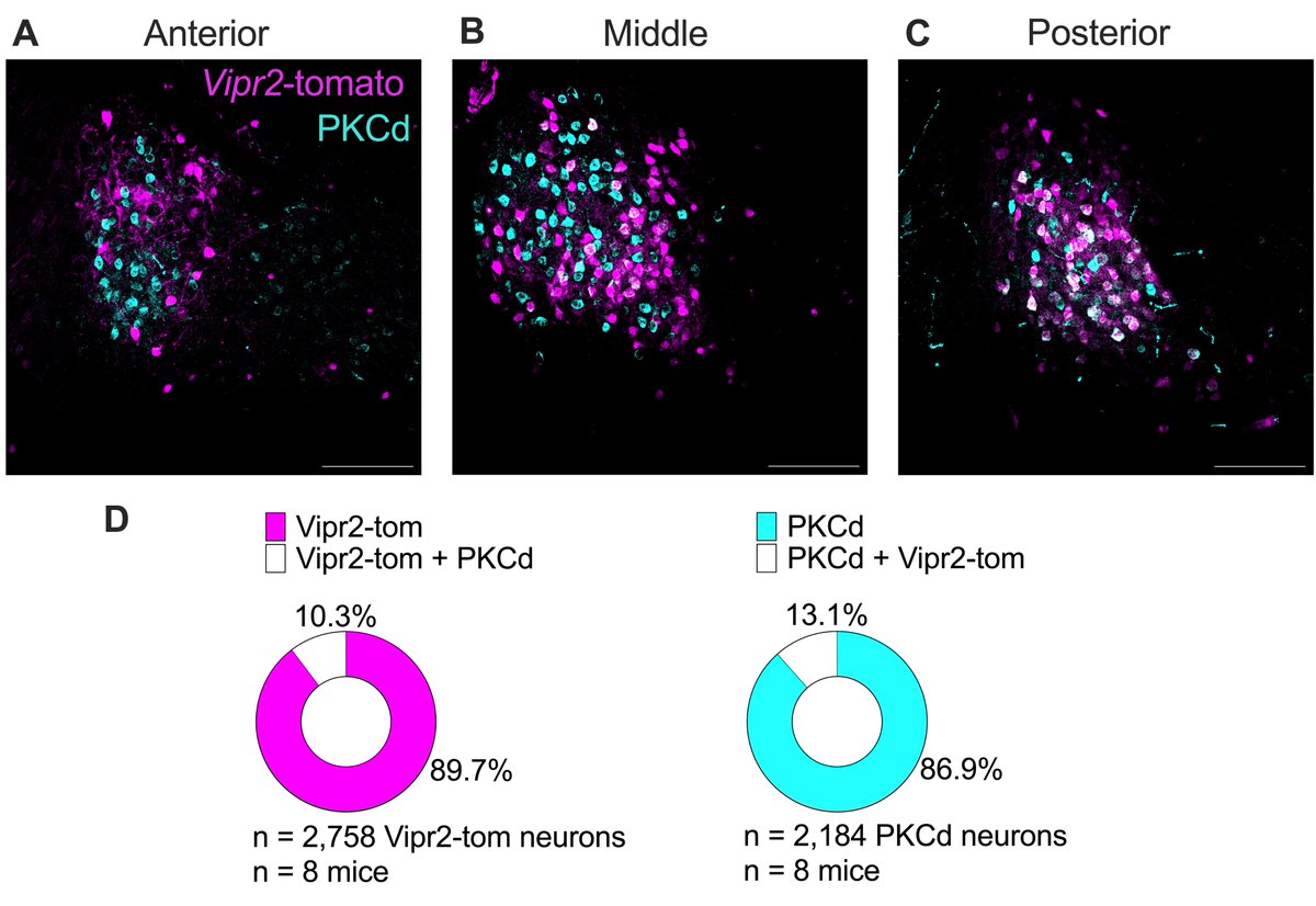 New preprint! We identified Vipr2-expressing BNST neurons as a distinct population of the oval nucleus that promotes feeding, is activated by food restriction, is non-overlapping with appetite-suppressing PKC delta neurons, and projects to hypothalamus.  biorxiv.org/content/10.110…