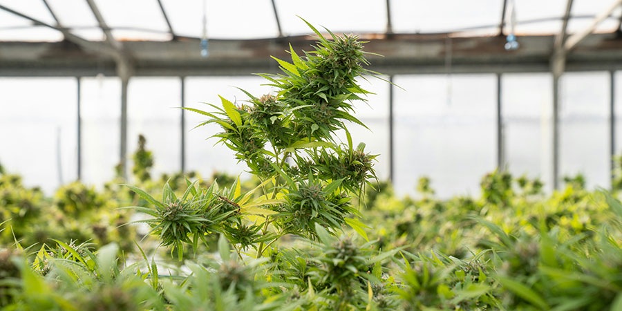 Cannabis and Shift-Work Sleep Disorder
Beat shift-work exhaustion: CBD keeps you sharp on night shifts, micro-THC knocks you out fast at home. Low-dose, doctor-approved hacks with light, caffeine &amp; melatonin to finally sleep like a human.
cannawayz.com/blog/health-st…