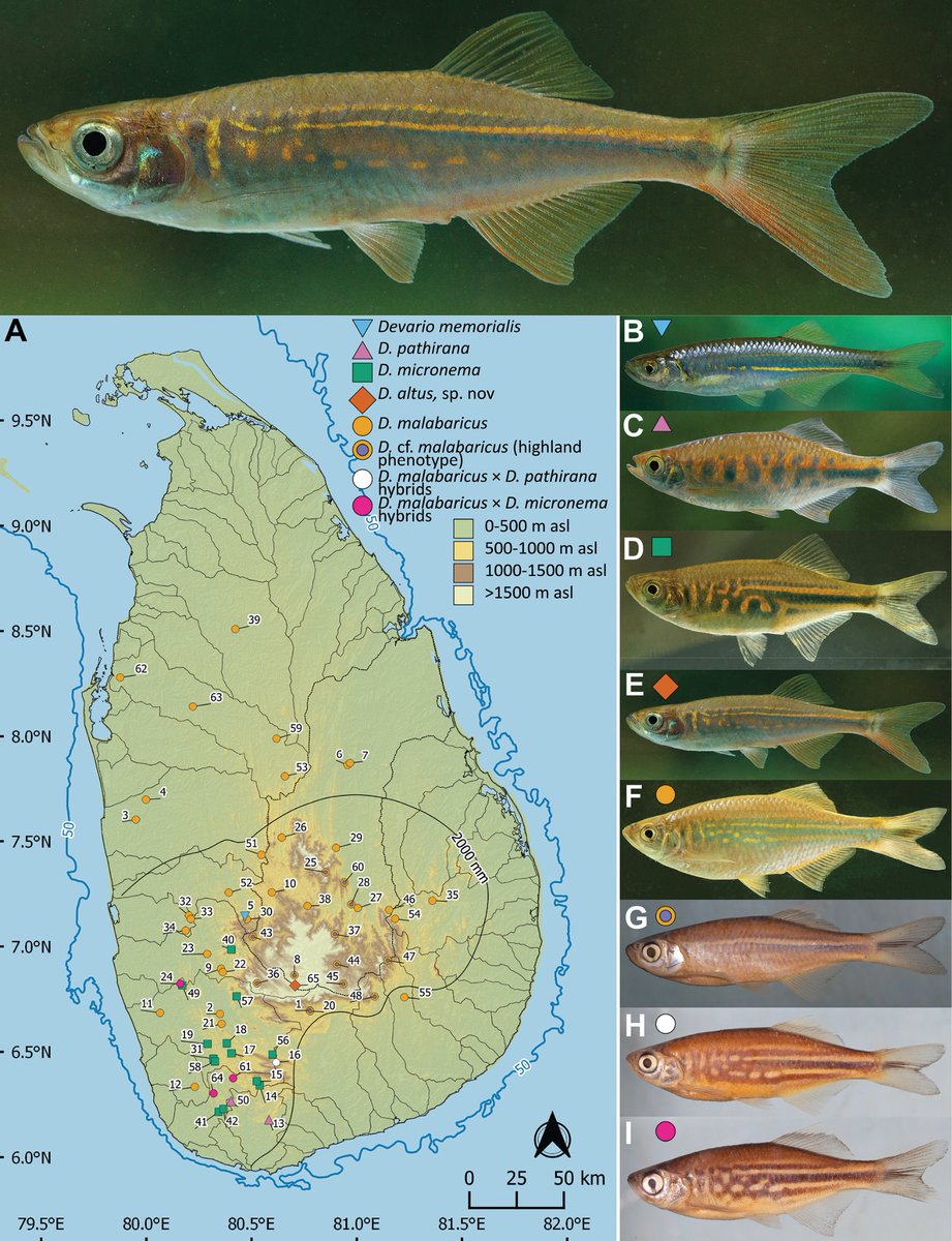 #NewSpeciesAlert - 𝐷𝑒𝑣𝑎𝑟𝑖𝑜 𝑎𝑙𝑡𝑢𝑠. Species without borders: the diversification of giant danios in Sri Lanka (Teleostei, Danionidae, 𝐷𝑒𝑣𝑎𝑟𝑖𝑜).
🔓 evolsyst.pensoft.net/article/162251/