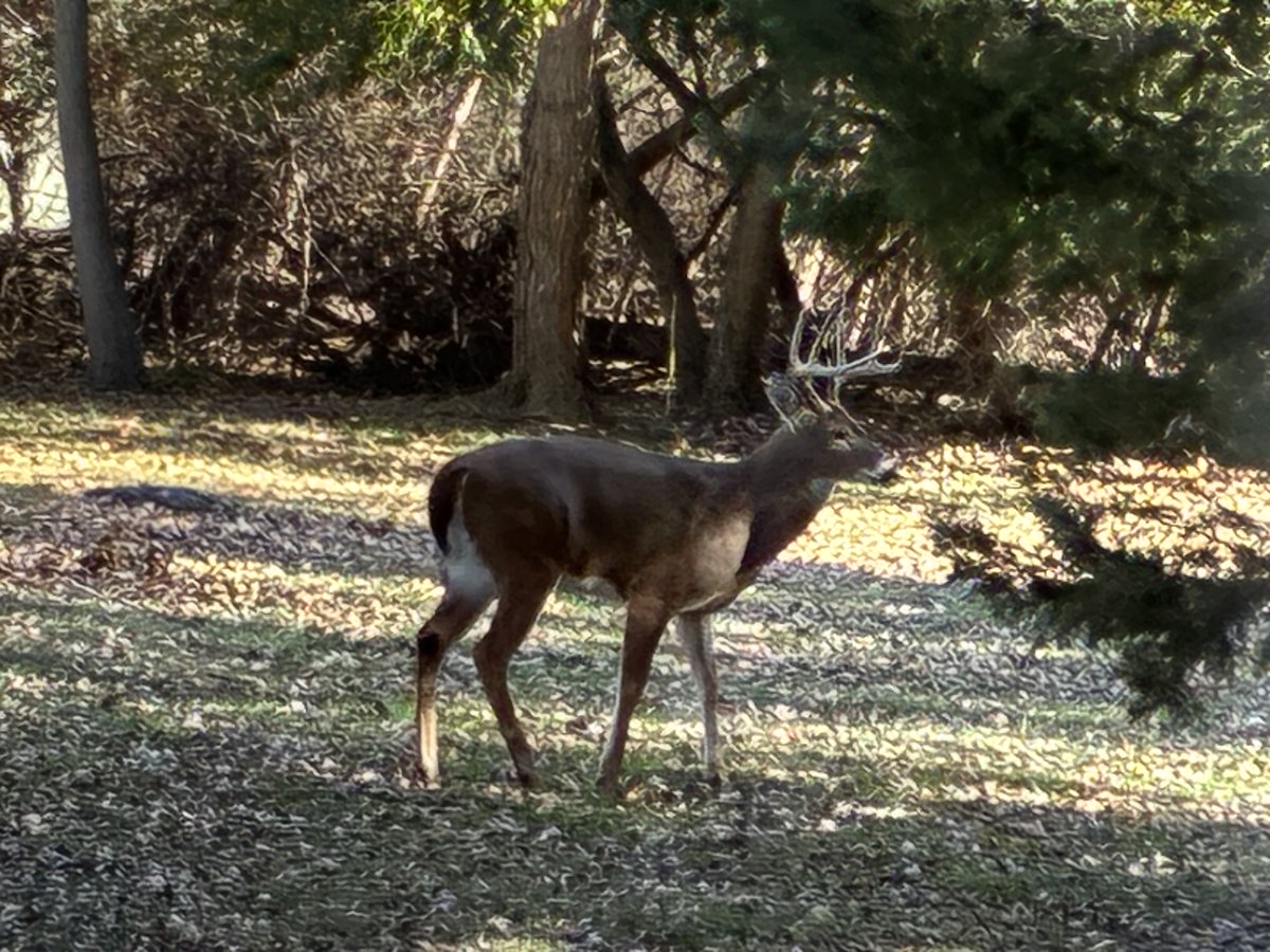 S_Mathuin's tweet image. He’s baaack! I had to stay inside dis morning. No chasings. 😞