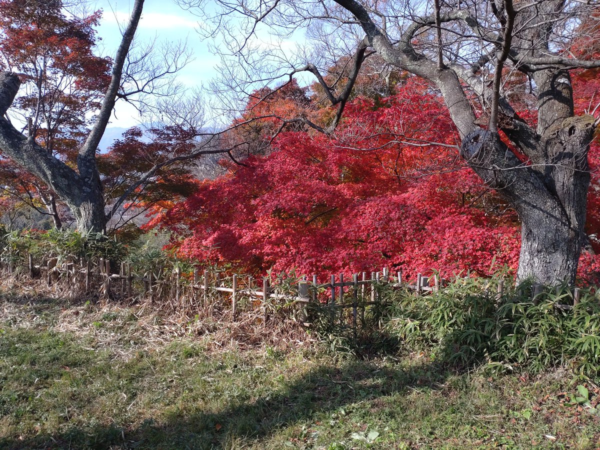 okaposomaso's tweet photo. 長旅の締めくくりは高遠城跡
偶然にも紅葉の季節と重なり、他の観光客の皆さんは紅葉狩りに勤しんでいましたが、自分は城巡りということで、見ていたのは足元や建造物ばかり
一通り歩いた後、高遠蕎麦を啜る
香りが良く、あっという間に完食

今回の旅路で集めた名城スタンプは計6つ
また旅に出たいな https://t.co/711qEptVuH
