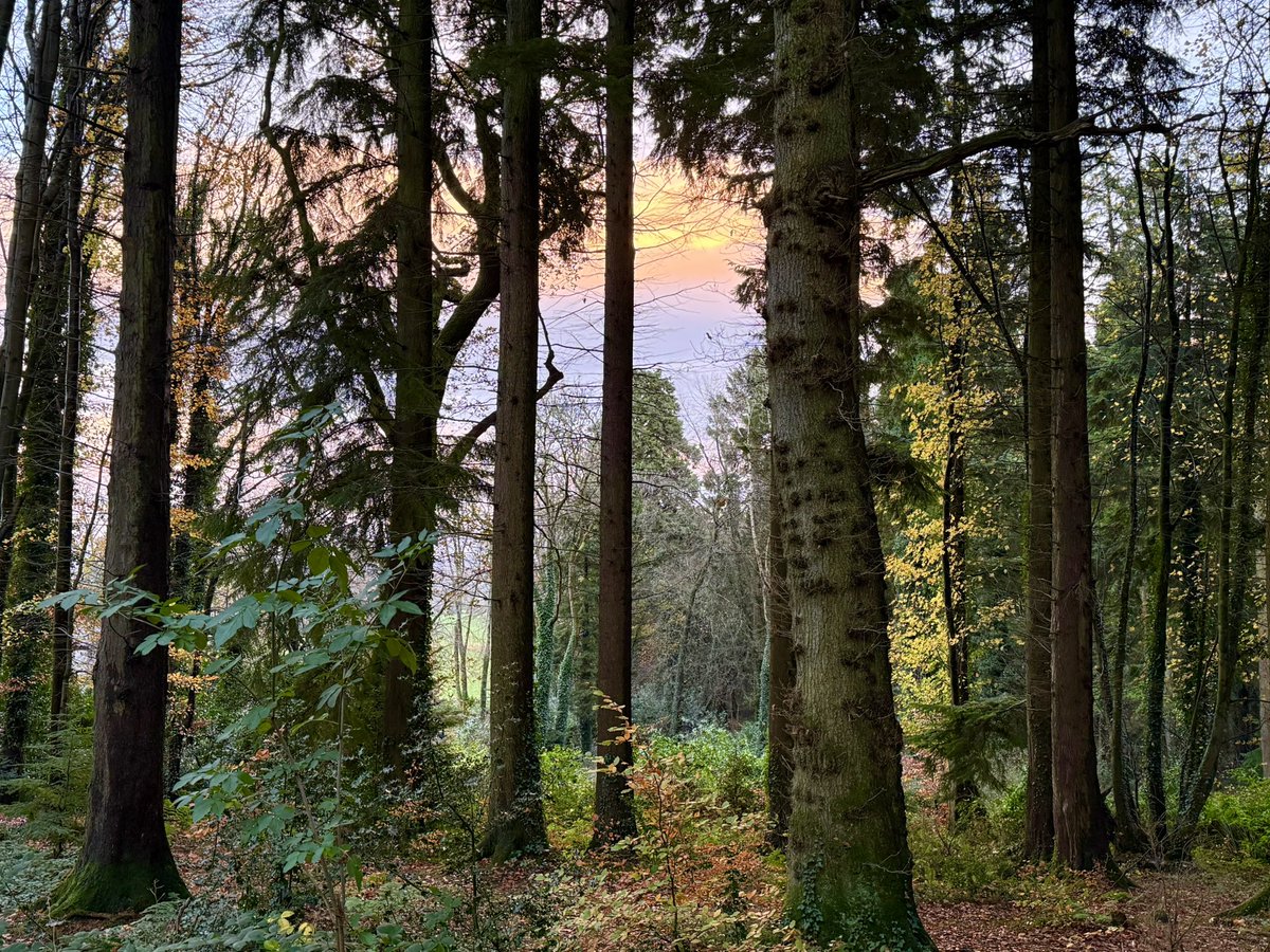 Sunset sky through the trees in Massy’s Wood #thicktrunktuesday #nature