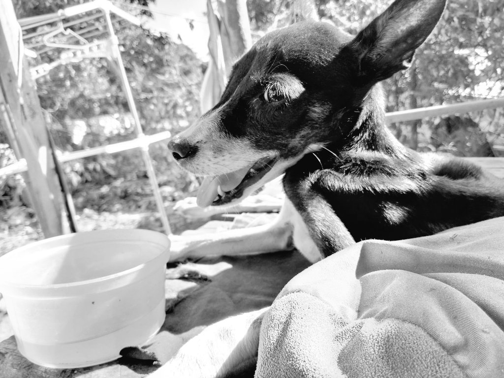 Chiqui ya descansa sin dolor🤍. Ayer en la tarde se descompensó y ya no se pudimos hacer nada 💔. Una vez más recordamos la prudencia al manejar, otro angelito que muere por la imprudencia del ser humano. Agradecemos quien pueda ayudarnos con su deuda 30$ en Control Etico