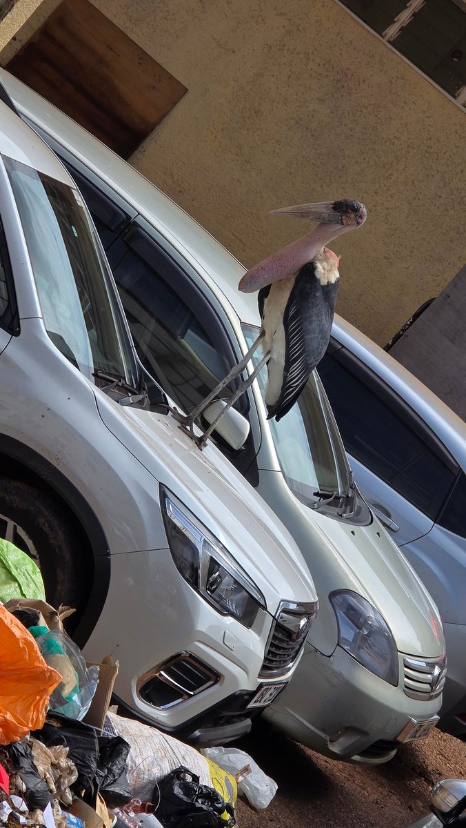 Karoli nokwagala nice things 🙇🏿‍♂️🙇🏿‍♂️