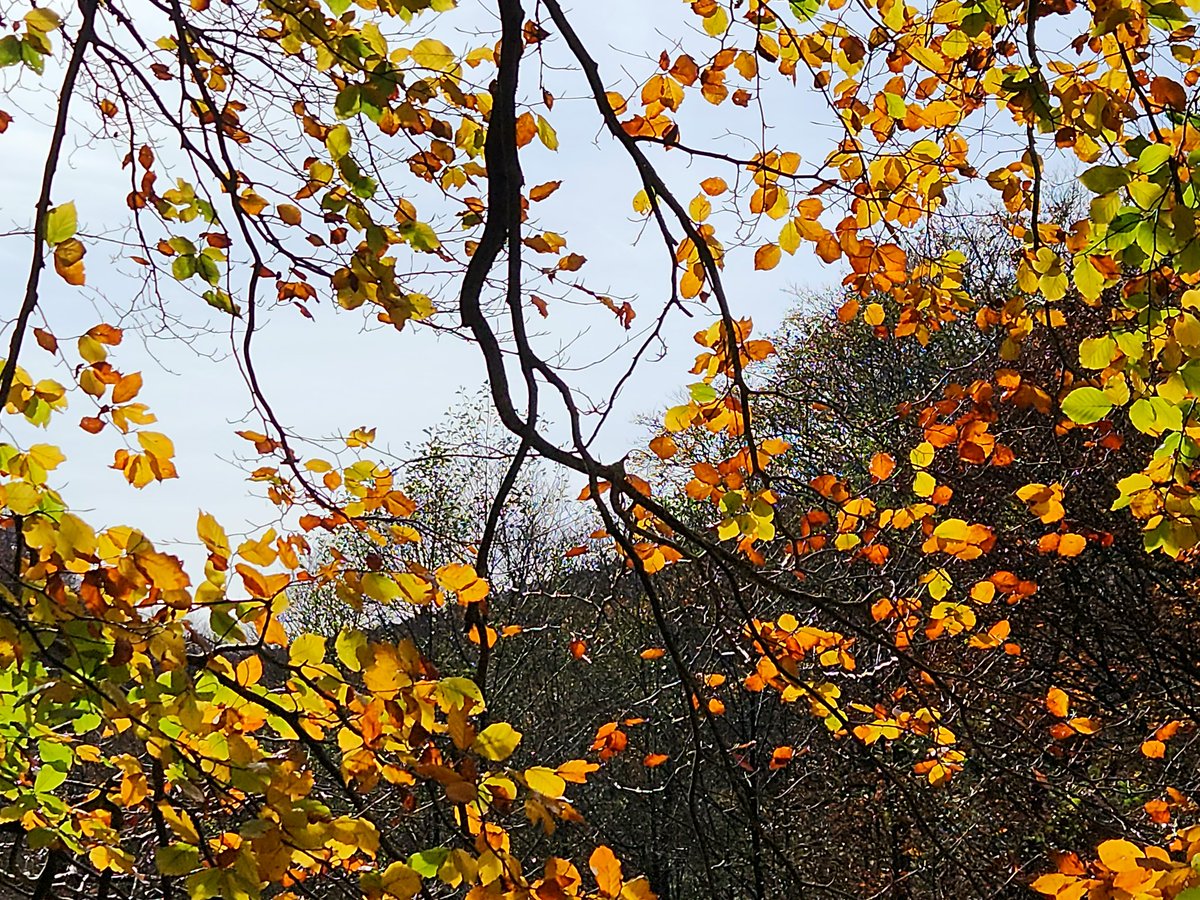 Prende el otoño en las hojas traspasadas de sol.

#haya #Fagussylvatica
