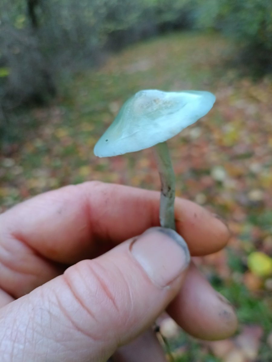 John Walshe tweet media