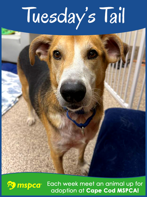 Will You Help Walter Find a Home on Cape Cod?
He's a sweet, sensitive guy who is the perfect mix of active, silly and affectionate when you take things at his pace
capecod.com/lifestyle/will…