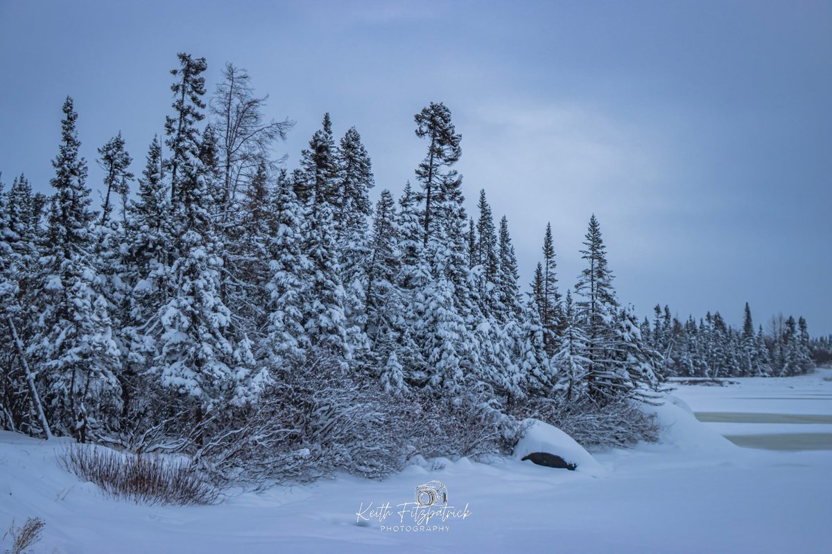 KeithFitz81's tweet photo. Nov 11th 2025 - After what has to be the biggest single snowfall Labrador West has seen in at least 2yrs i threw on the snowshoes and grabbed the pup and went out for a stroll.  #nlwx #ShareYourWeather #TheBigLand #LabradorLife #nature #canon #Labrador #winter #snow #canon90D https://t.co/sfkUarpTPp