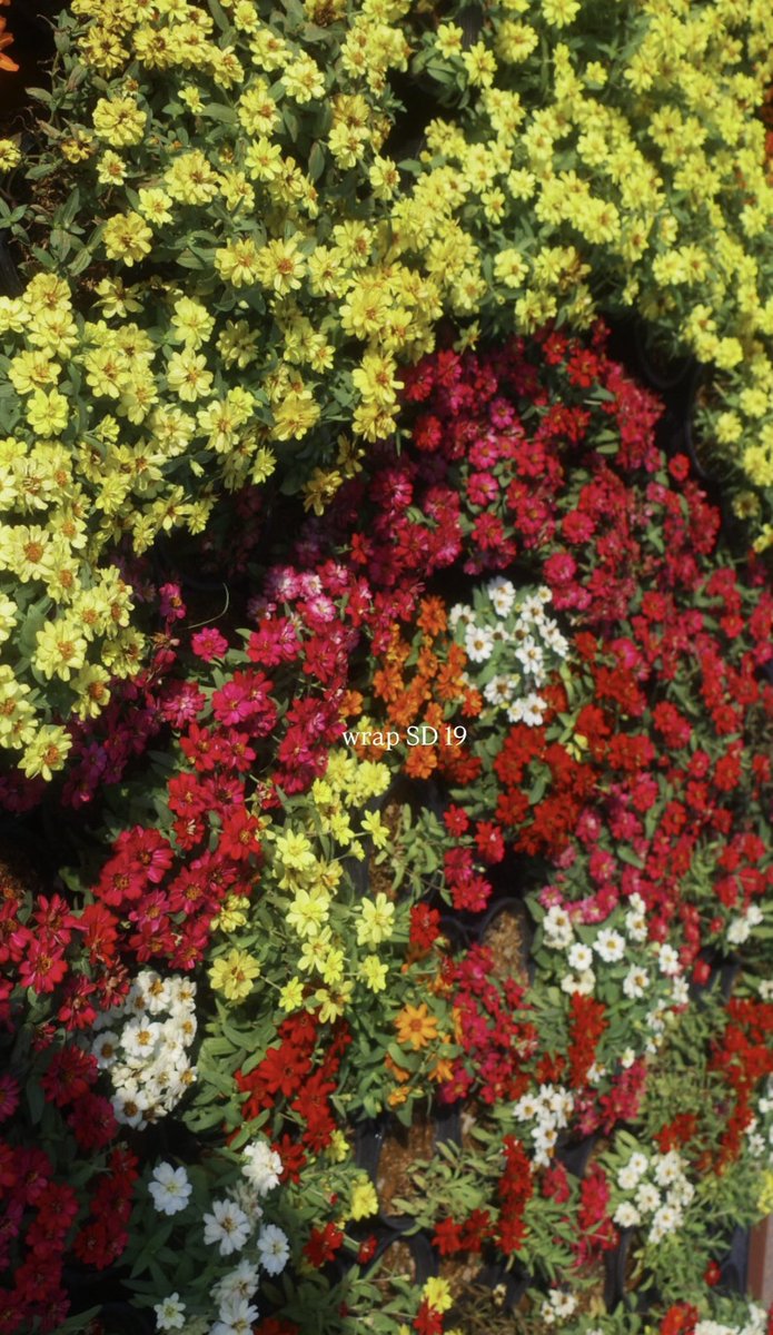 ➖ somying.006 (IGs) CFC Update 🐱🎬

Wrap Shooting Day 19 💐

#CatForCashQ19 #CatForCash  
#FirstKhaotung #เฟิร์สข้าวตัง