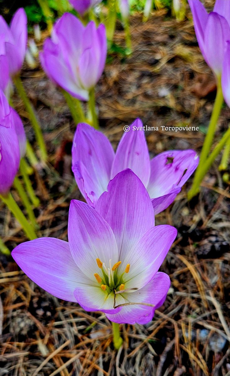 LanaToro21's tweet image. #Photobyme📷 #MyThoughts

Sometimes you need to let go:
Don&apos;t fix anything what breaks down. Don&apos;t build anything when it collapses. Do not correct anything. Not everything needs a closure.
Stay in silence to admit what it is &amp;amp; heal yourself...❤️