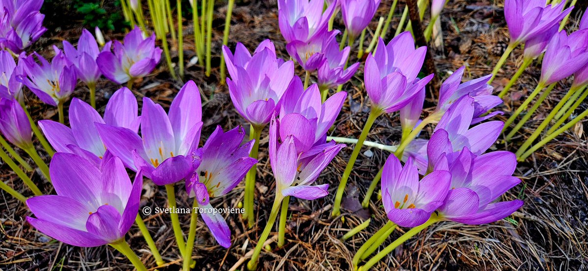 LanaToro21's tweet image. #Photobyme📷 #MyThoughts

Sometimes you need to let go:
Don&apos;t fix anything what breaks down. Don&apos;t build anything when it collapses. Do not correct anything. Not everything needs a closure.
Stay in silence to admit what it is &amp;amp; heal yourself...❤️