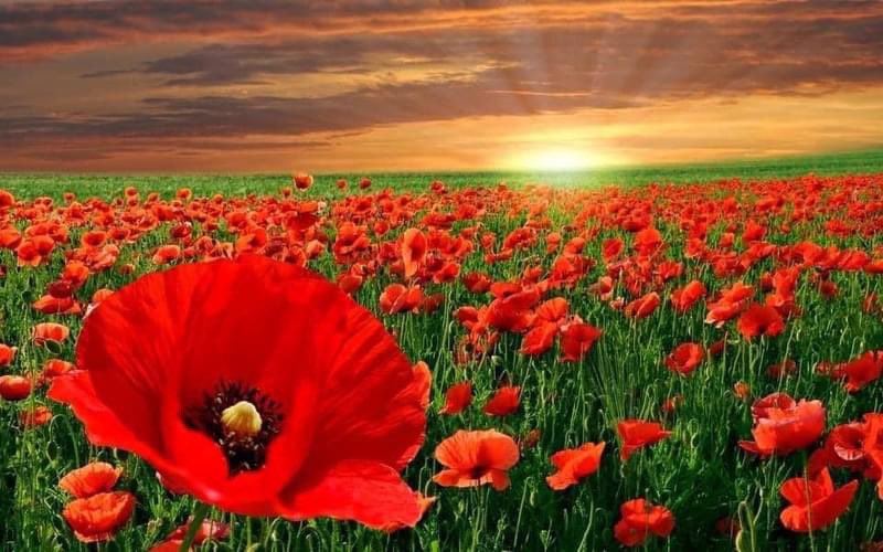 sheldon_spock1's tweet photo. "In Flanders Fields the poppies blow
Between the crosses, row on row,
That mark our place; and in the sky
The larks, still bravely singing, fly
Scarce heard amid the guns below." - John McCrae
#LestWeForget #RemembranceDay #RemembranceDay2025 #RememberToRemember #NoMoreWars https://t.co/iWYVdlPhBb