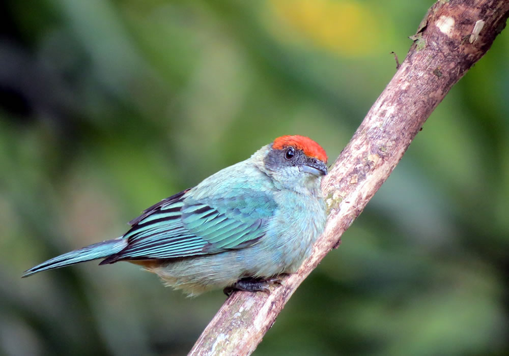 Este fin de semana explora Jardín, Antioquia 🌿 Desde el Alto del Aguacate camina entre montañas, cafetales y aves hasta las tierras cálidas donde la naturaleza vibra...

👉 Info y Reservas Aquí ⬇️ pedaleandoalma.com/shop/senderism…