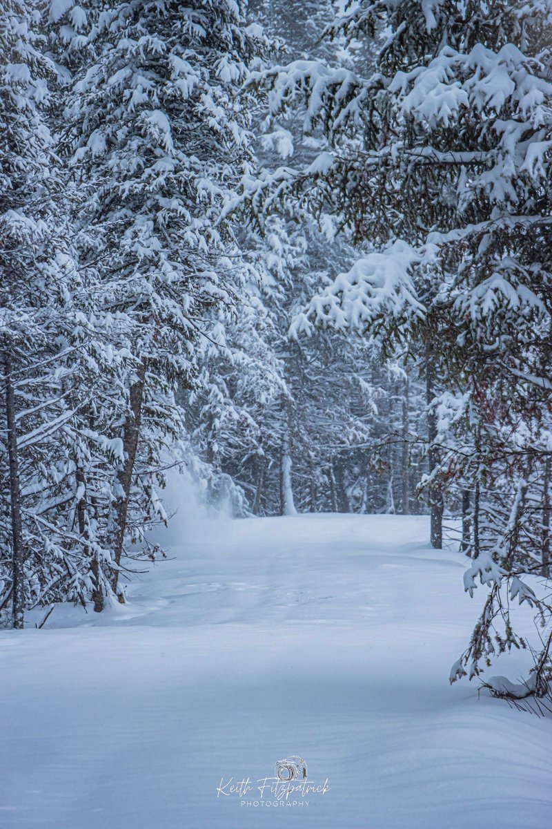 KeithFitz81's tweet photo. Nov 11th 2025 - Labrador West is truly a winter wonderland after what has to be more then 40cm of snowfall #nlwx #ShareYourWeather #TheBigLand #LabradorLife #nature #canon #Labrador #winter #snow #snowfall #thenorth #canon90 https://t.co/64I3NmwuUP