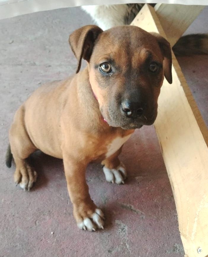 eltuitdemarsh's tweet photo. Esta pequeñita, de aproximados 2 meses, se encuentra botada en las calles de Puente Alto. Urge sacarla de ahí para que no siga corriendo peligro. Si puedes darle temporal o deseas adoptarla, comunícate al +56990775206. Favor RT!
#PuenteAlto https://t.co/si8TEFZIVx