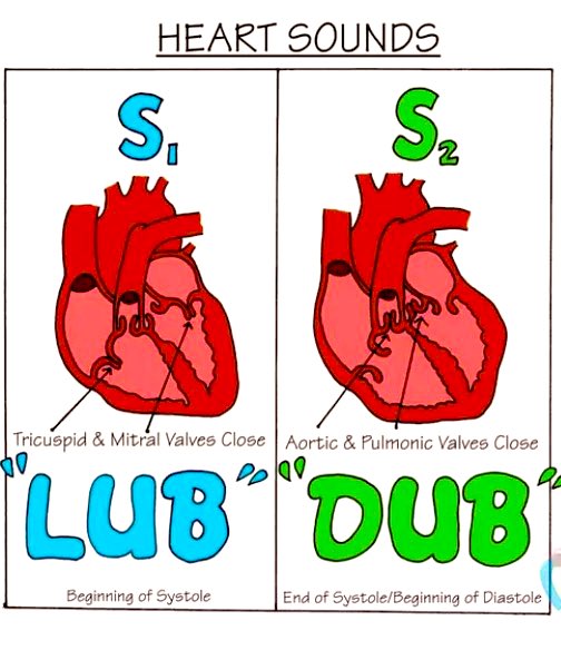 vijay_classroom's tweet image. #heart #cardiovascular #circulatorysystem