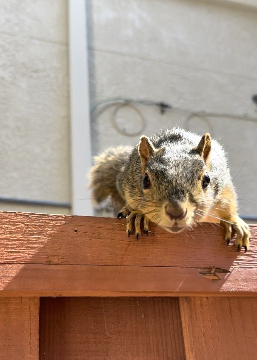 Squirrel Buzz tweet media