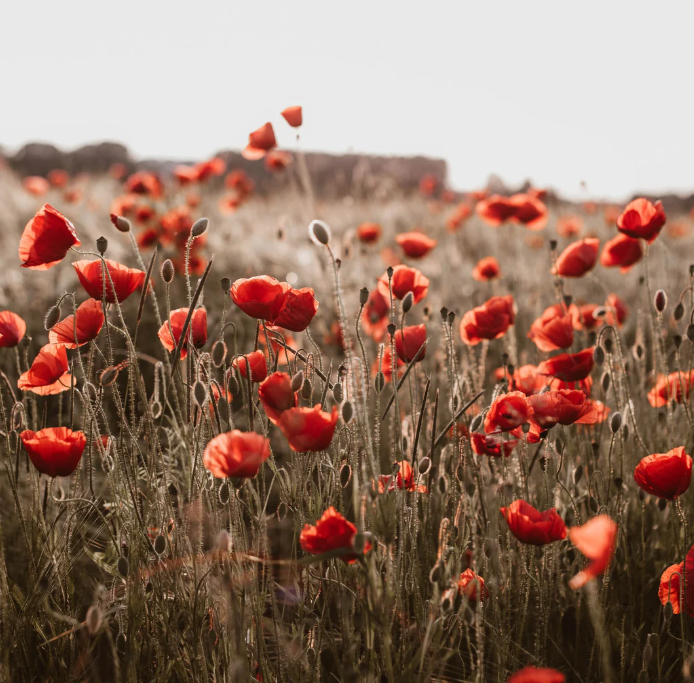 StratusResearch tweet media