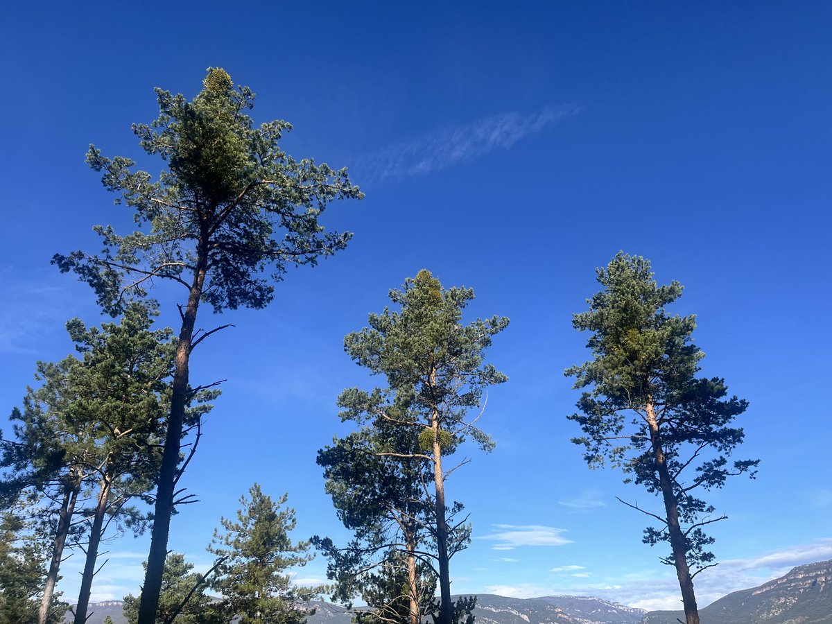La individualización de las copas como resultado de tratamientos en zonas donde está presente el muérdago suele dar como resultado un agravamiento de la afección, al facilitar el acceso de aves.
Artieda, Zaragoza