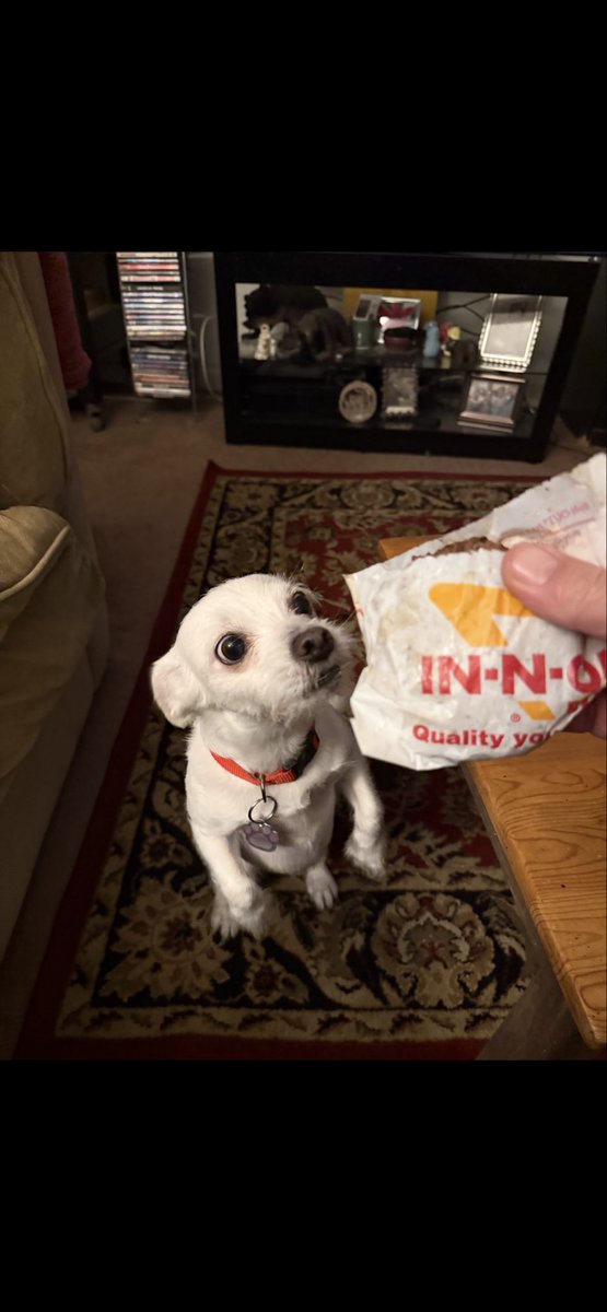 helpabitch's tweet photo. @Phil_Sledge She’s not ours. Just dog sitting for her human who’s going through cancer treatment/surgery. But she’s cute and deserved an In In Out Pup Patty! https://t.co/nN7AxqBXI3