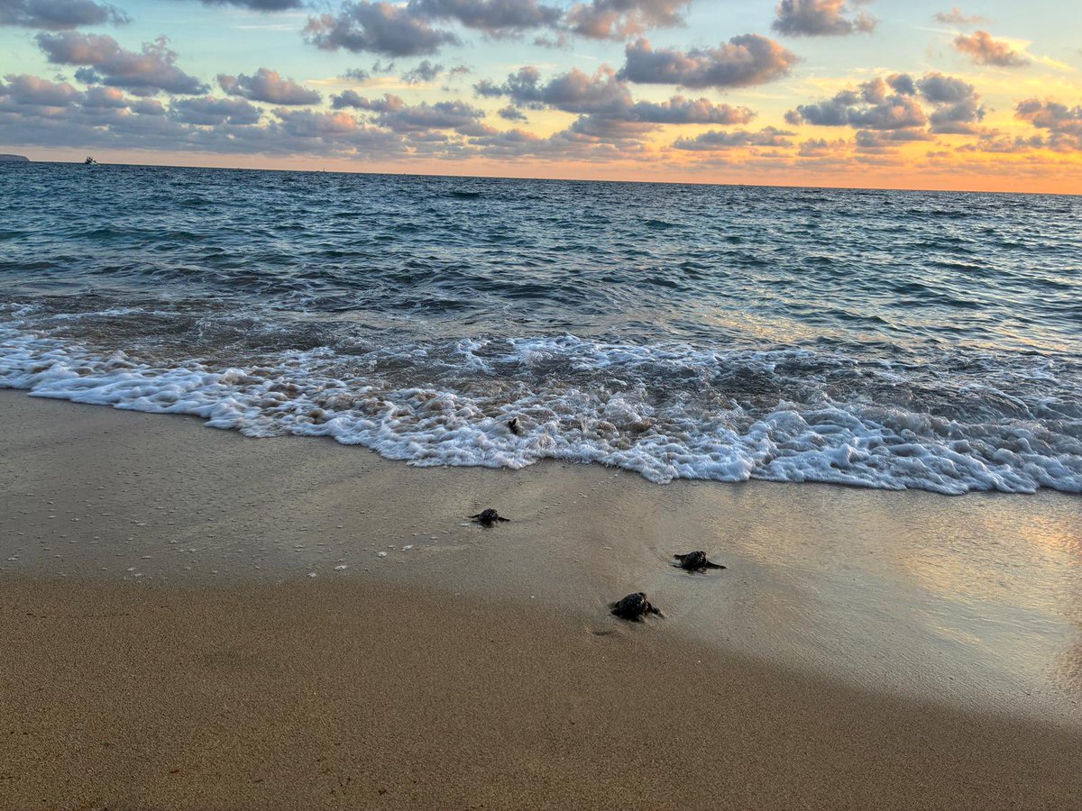 🐢Alliberam a la mar 34 tortugues marines nascudes aquest estiu Can Pere Antoni.

La directora general de Medi Natural i Gestió Forestal, Anna Torres, ha participat en l’alliberament d’aquests exemplars al seu hàbitat natural

🔗 tn.caib.es/tortugescanper…