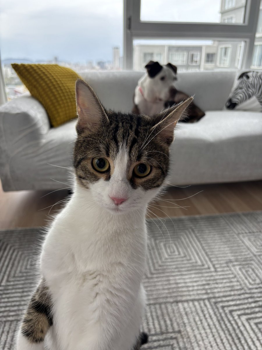 Geçici evindeki köpekle dost olan kedi yuva arıyor. Aylardır yuva arıyor. Geçici yuva kalıcı olamıyor. Lütfen paylaşım desteği…