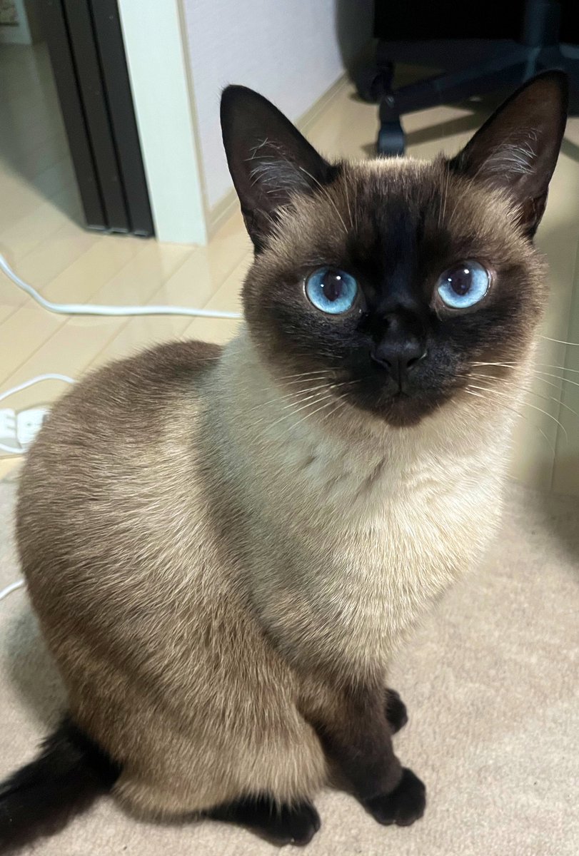 柴猫様 柴犬猫と暮らしたいKON on X