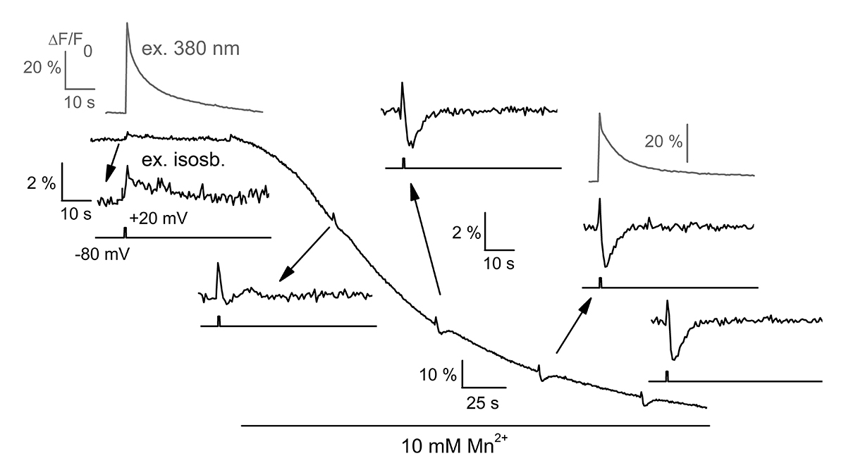 JGenPhysiol's tweet photo. Jaque-Fernandez et al. @UnivLyon1 show that depolarization of #zebrafish #SkeletalMuscle fibers evokes a Mn²⁺ quenching signal that does not result from store-operated Ca²⁺ entry but from a displacement of Mn²⁺ accumulated on intracellular Ca²⁺ buffers https://t.co/BhcygTYshq https://t.co/66EadYDwLL