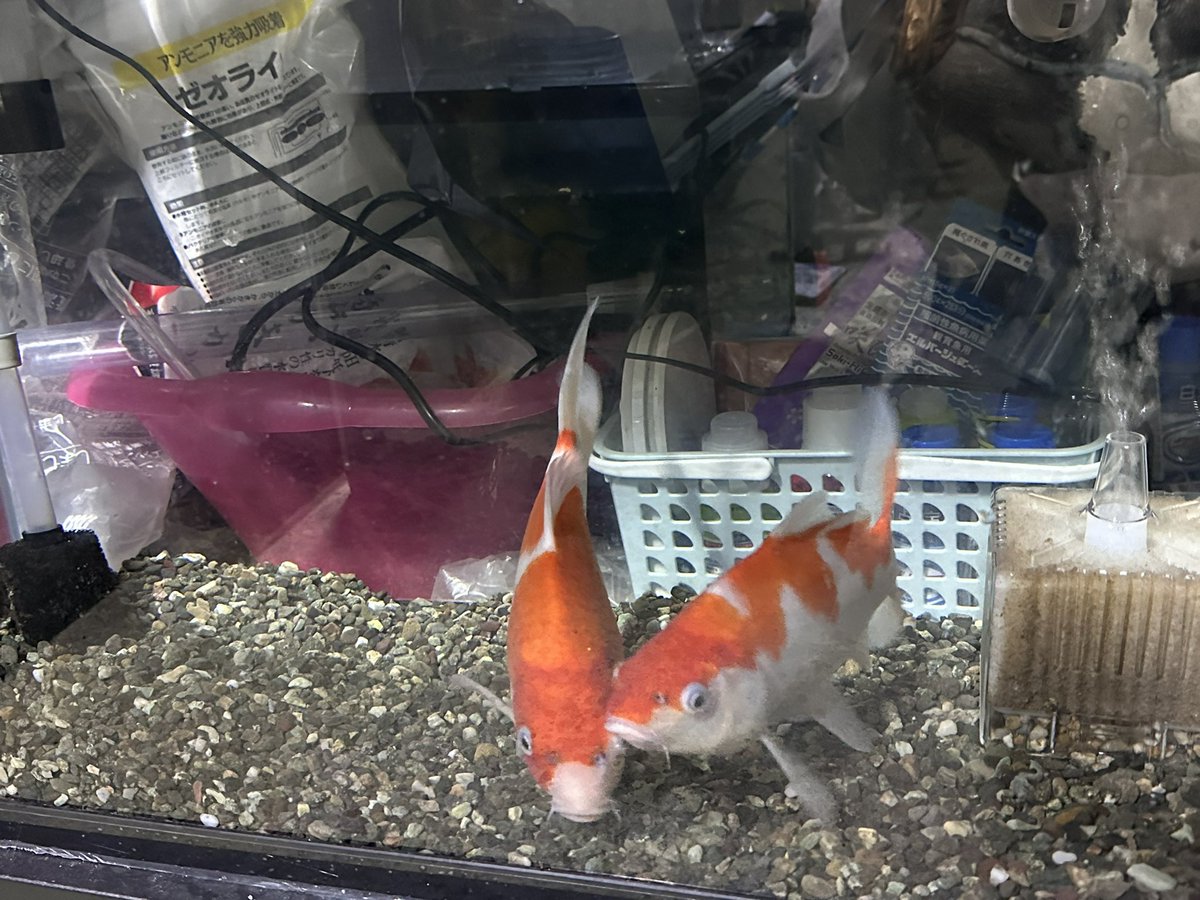 ファクトリーYOSHIDA (@yoshiatu) / Posts / X