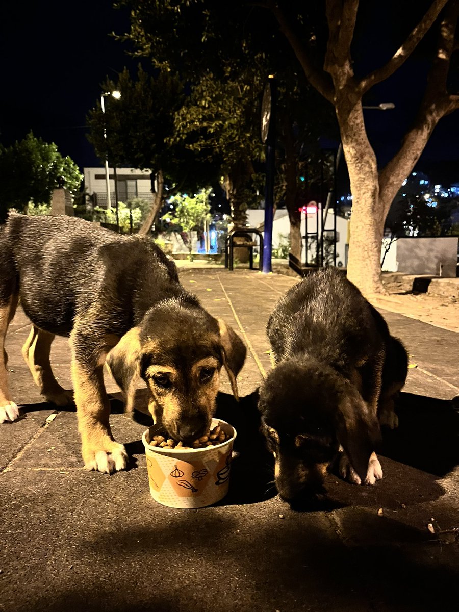 #BirKapSuBirKapMama 
#Onlarİçin
#SessizDostlar
#PatilereDestek
#BirCanKurtar
#YalnızDeğiller
#PatiliHayatlar