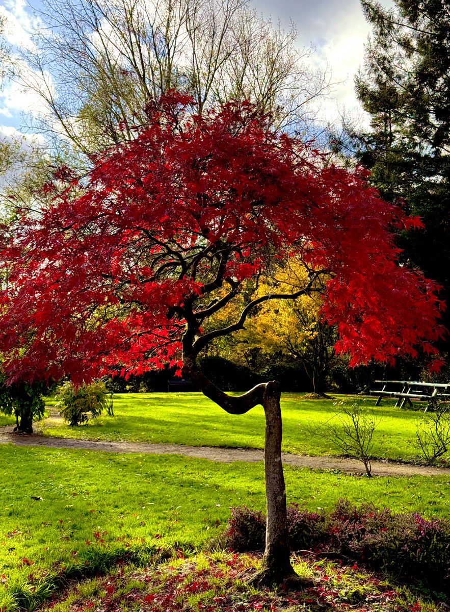 jjmmli's tweet image. Red always finds a way to stand out.
It’s bold, it’s alive, it’s unforgettable.

What’s your red moment?❣️