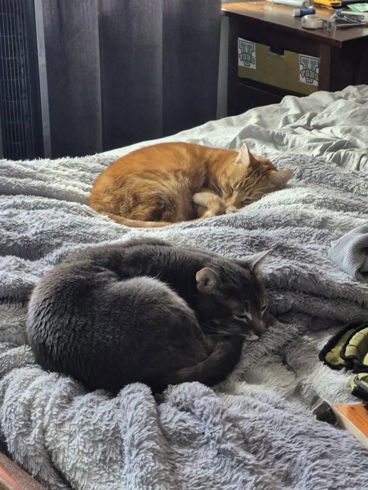 splendorousceliac tweet media