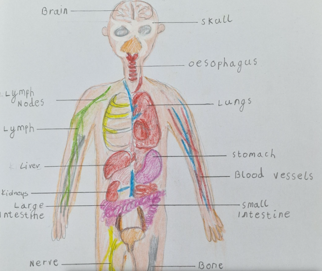 🎉 Congratulations to our Half Term Readers &amp; Project Winners! 🏆 Pupils wowed us with detailed diagrams of the human body—especially the digestive system! Winners were selected via our prize draw raffle. Well done to all who took part! 👏📚🧠 #BenedictLearners #ReadingChampions