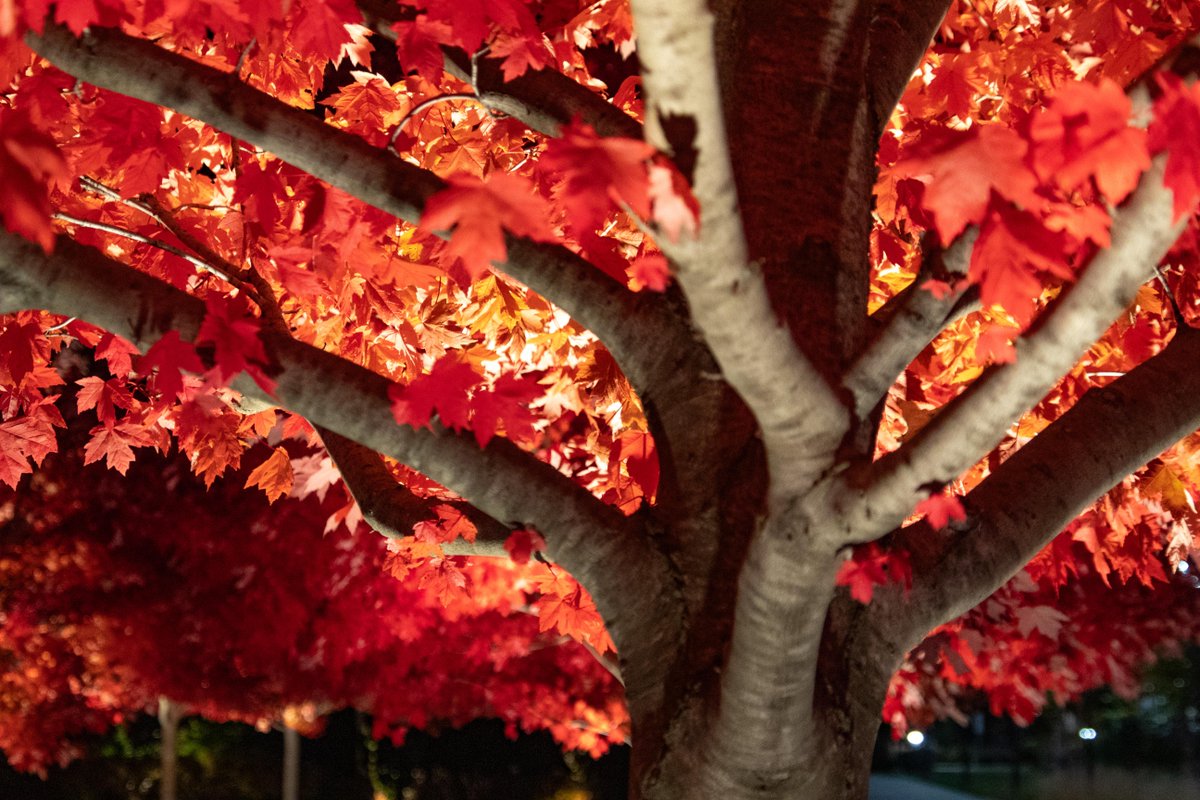 Red (UChicago's Version)

📸 Graham Hansen
